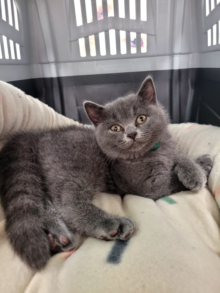 IMG-f5ecce603ff741d6d3996b1b9d9aaf29-V